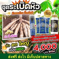 โปรชุดระเบิดหัว น้ำหนักดี BOOSTER 1 ขวด + 4TREE 3 ซอง + AMINO BLACK 1ขวด (250 ml.) ของแท้ 100 %