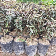 Bibit Tanaman Buah Jambu Biji Australia Jambu Biji Mini Merah 00222
