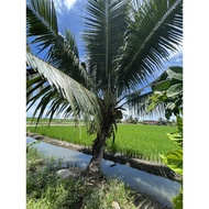 Kelapa Mataq benih / Pokok rendah berbuah