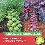 Ready stock Benih Kubis Baby/Brussel Sprouts /cabbage/kubis mini/sprout/benih kubis/Baby Cabbage孢子甘蓝