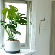 【室內盆栽】龜背芋(大) 開幕盆栽 升遷 盆栽 喬遷 發財樹