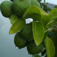 Bibit tanaman jeruk limau