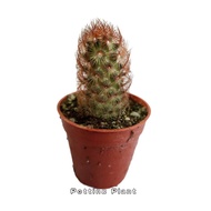 Potting Plant-Mamil elongata brown