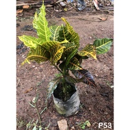 OFFER Codiaeum variegatum puding puling Croton 变叶木 PUDING KAMPUNG LIVE PLANT  OUTDOOR