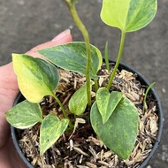 anthurium corong / brownii variegata 2 tunas - 1in