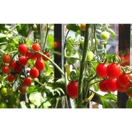 31.Dwarf Tomato Seeds Red/盆栽矮种番茄 20pcs Free Postal Mail in SG