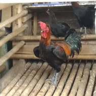 borongan indukan ayam pelung cianjur