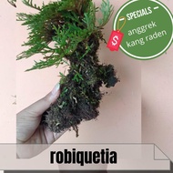 bonsai hidup asli Selaginella Tamariscina mini sudah jadi pohon