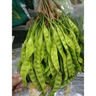 Petai Gred A /PETAI FRESH/1 KEPING