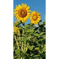 bunga matahari benih bunga matahari sunflower seed / flower garden