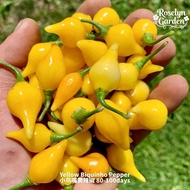 Heirloom Seed Biji Benih Yellow Biquinho Pepper 小鸟嘴黄辣椒种子
