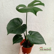 [Live Plant] Monstera Deliciosa | Pokok Monstera Deliciosa | 龟背竹