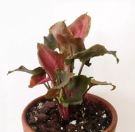Tanaman Hias Syngonium Maria / Syngonium Goliat
