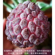 【Real Life Plant】Cherimoyas Custard Apple Tree Seedling (Red / Large Fruit) 玫瑰释迦果 果树 果苗