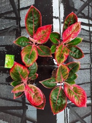 Tanaman Hias Aglaonema Khanza (Aglaonema/Srirejeki)