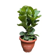 Ficus Lyrata (Fiddle Leaf Fig)