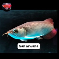 ikan arwana super red semi king arwana super red Chili arwana sr semi king exotic