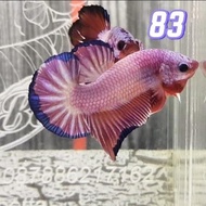 cupang flamingo top grade