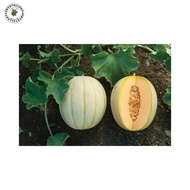 Benih Bibit Buah Melon Cantaloupe Hales Best Jumbo Haira Seed - MELON CANTALOUPE HALES BEST JUMBO