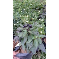 bibit cabe ungu tanaman hias superr unik