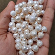 Mutiara Kerang Air Tawar asli Lombok ( harga per biji )