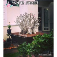 White Zombie/ Hybrid type/ Adenium seeds/ Biji benih Adenium/ Import Thailand