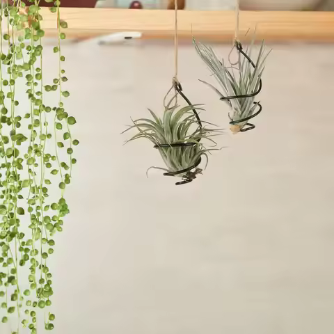 12Set Air Plant Holders Spiral Metal Soilless Stand Hanging Tillandsia Display Container Home Office