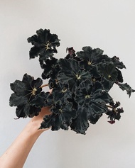 Tanaman Hias Begonia Black Mamba - Begonia Black Mamba