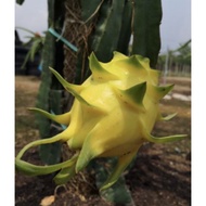 benih pokok naga yellow Afrika gred A
