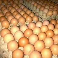 Per 30 butir (1 tray) telur ayam negeri. Agen telur segar. Grosir
