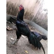 Fress Pakhoy Kumbang (Brakot) Full Hitam Telur Fertil (Terlaris)
