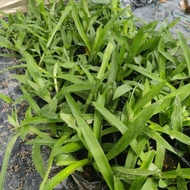 POKOK RUMPUT BEIJING