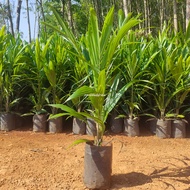 พันธุ์ปาล์ม ยังกัมบิ ML161 กล้าปาล์มแท้100% (Yangumbi ML161) รุ่น 12เดือน โทร 098 0130425