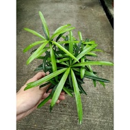 [Paling Horticulture Sdn Bhd] Buddhist Pine 罗汉松 | Podocarpus Macrophyllus Young Plant