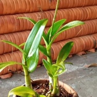 Spesial Tanaman Hias Anggrek Dendrobium Hitam Papua