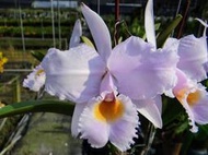 珍稀原生蘭花Cattleya schroederae ' arauca'(個體三)勿下標