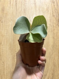 象耳鹿角蕨側芽
