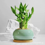 Money Bamboo Segmented Fortune Plant Wall Hanging Bamboo Living Room Decoration Potted Plant Desktop
