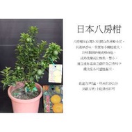 心栽花坊-日本八房柑售價250特價220