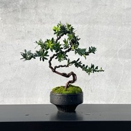 小品盆栽-珍珠羅漢松 原株無嫁接 盆景