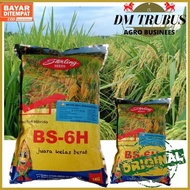 Benih Bibit Padi Hibrida Bshs-6H Bshs 6H Bs-6H New