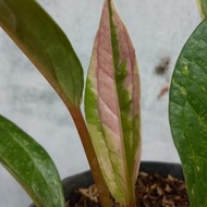 anthurium jemani varigata ( ada pink nya )