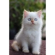 kucing persian himalayan red point kitten