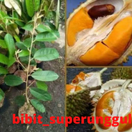 Bibit Buah Durian Tembaga Okulasi Super Asli Bibit Durian Tembaga Bibit Tanaman Durian Tembaga Termu