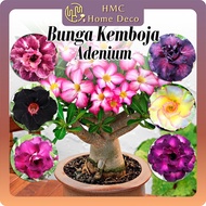 Real Live Plant Adenium Thailand (Random) Bunga Kemboja Pokok Hidup 富贵花