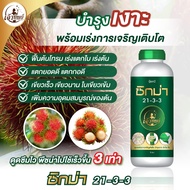ปุ๋ยน้ำสำหรับเงาะ ซิกม่า 21-3-3 ตราเจ้าทิพย์ ปุ๋ยน้ำเร่งใบ เร่งตอกยอด ขยายกอ ฟื้นฟู้ต้นหลังเก็บเกี่ย