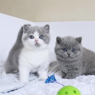 Kucing British Shorthair