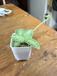 盆栽植物-Episcia 'Tropical Topaz' 的喜 蔭花品種