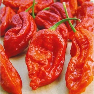 Ghost Pepper red seeds ( Red Naga )world's hottest chili pepper EXTREMELY HOT
