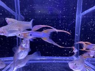 【百萬魚坊】日本藍全紅雙劍 純種孔雀魚一對
